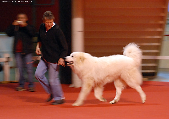 Berger De la cascade de couplan - 1er Excellent Classe Ouverte Mâle, CACS, MEILLEUR DE RACE