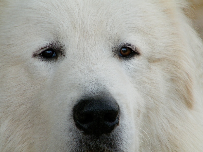 Berger De la cascade de couplan - 1er Excellent Classe Ouverte Mâles, CACS, CACIB