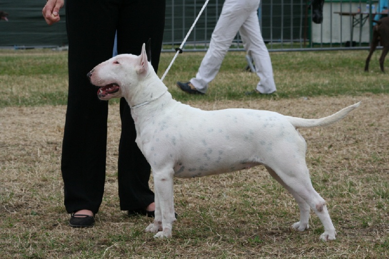 Amjel Crooks n  Castle