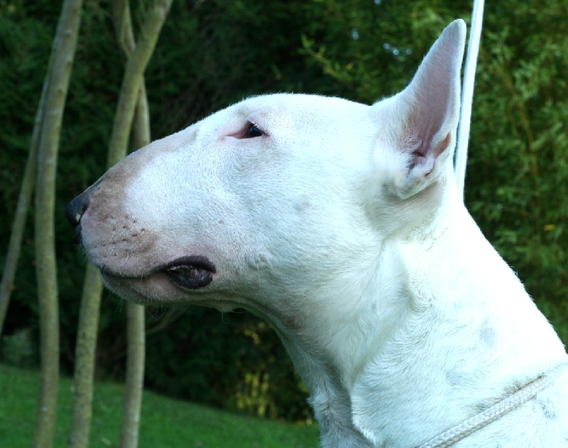 Amjel Crooks n  Castle