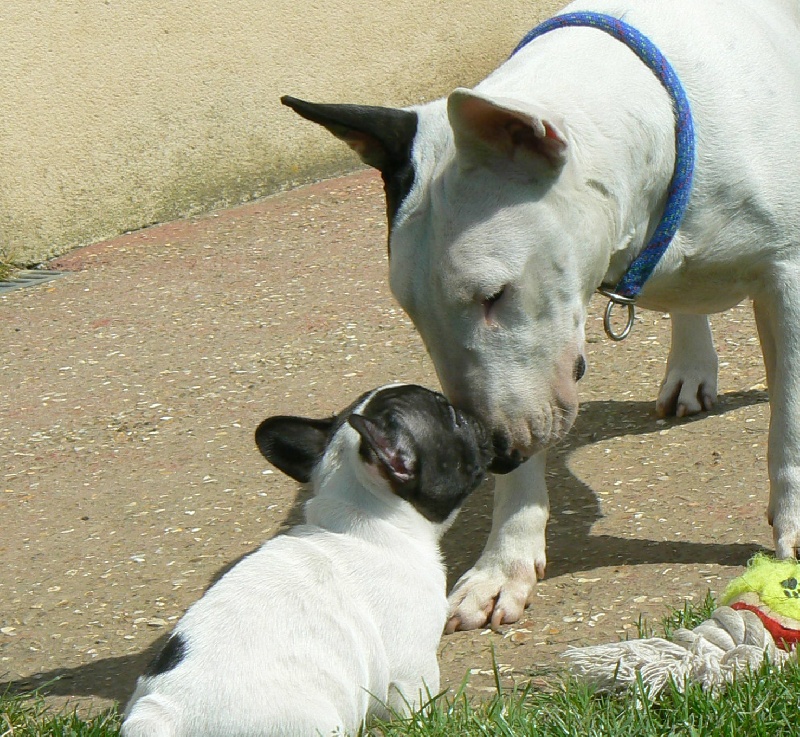 Amjel Crooks n  Castle