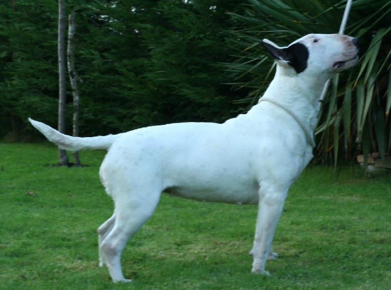 Amjel Crooks n  Castle