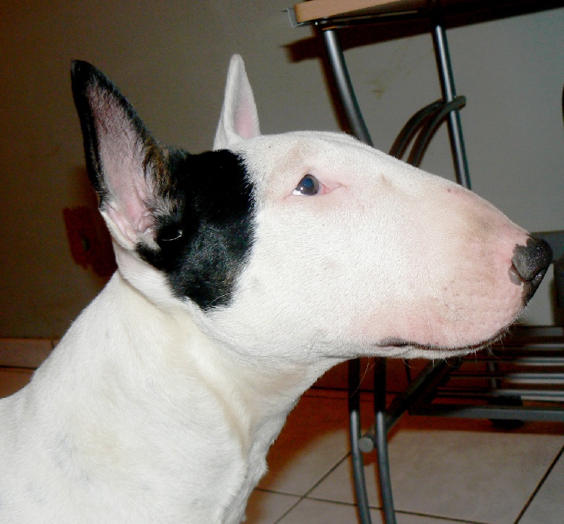 Amjel Crooks n  Castle