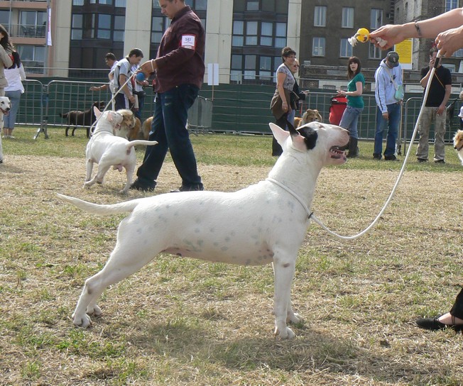 Amjel Crooks n  Castle