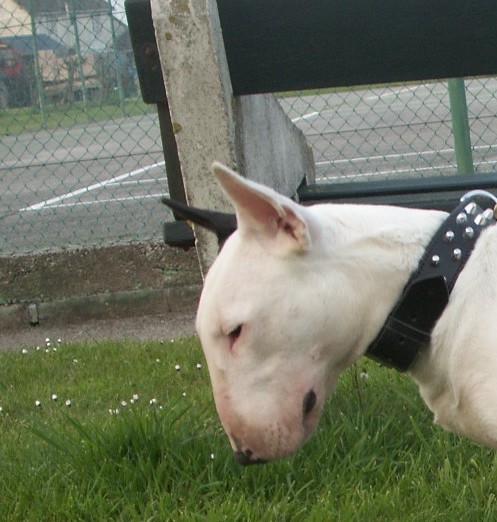 Amjel Crooks n  Castle