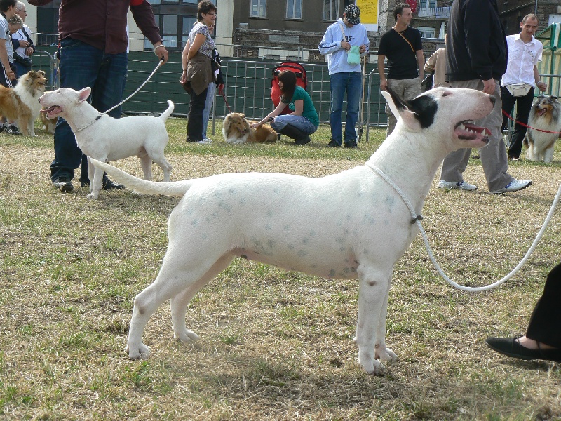 Amjel Crooks n  Castle