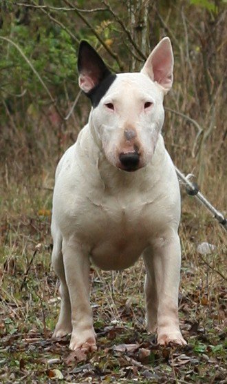 Amjel Crooks n  Castle