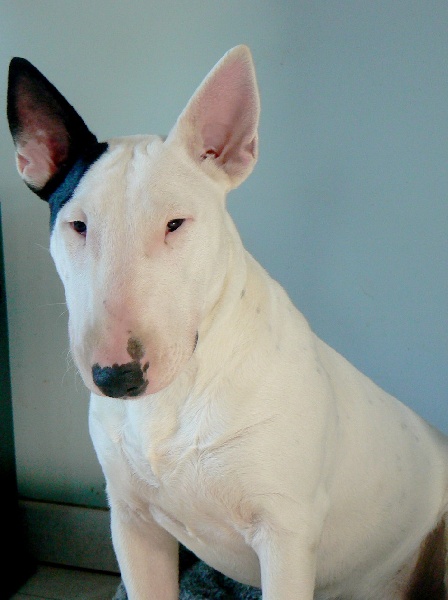 Amjel Crooks n  Castle