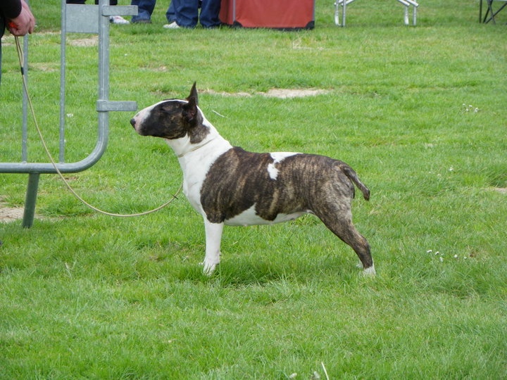 Amjel Elephant print 4 untitled - 4eme exclt classe jeune