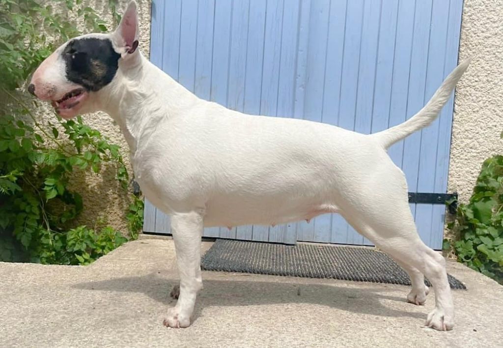 energon Silver starlight at amjel - RCACS