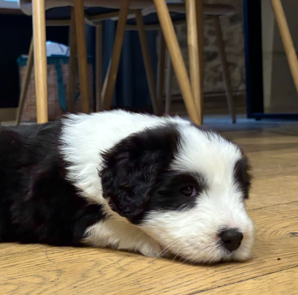 Always Happy dit Harper