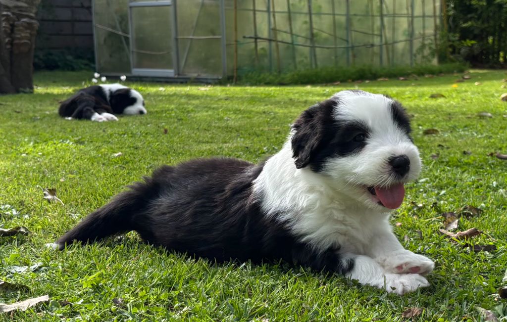 Always Happy dit Harper