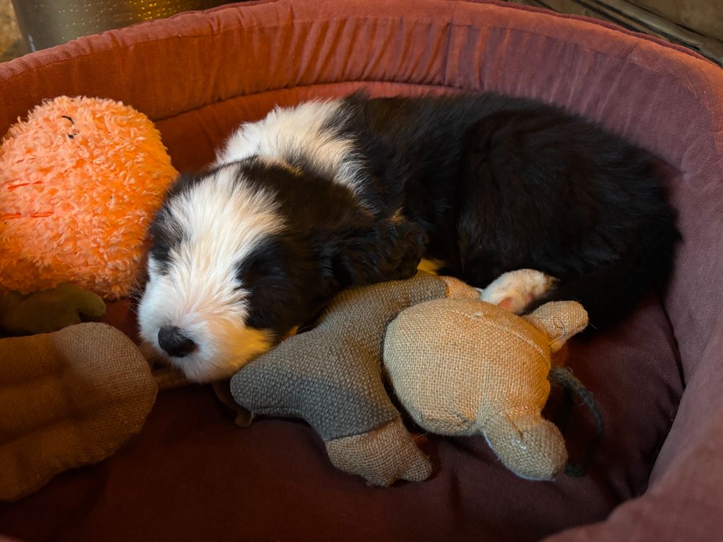 Always Happy dit Harper