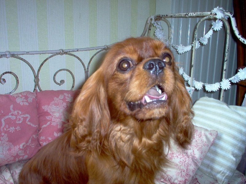 Publication : Carham