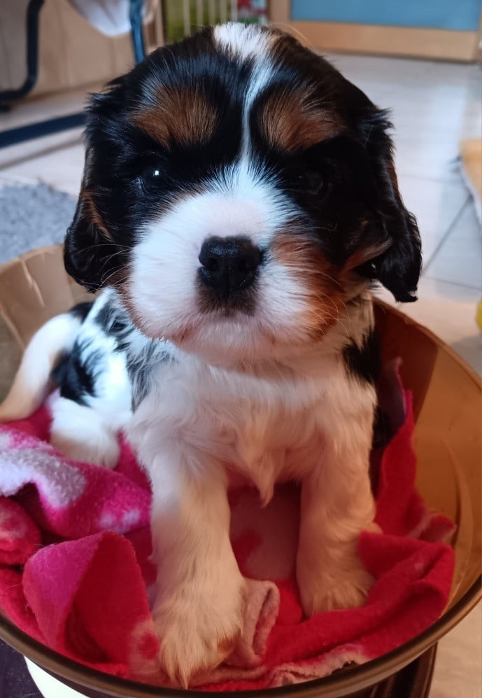 Baïko - mâle tricolore n°1 - collier rouge