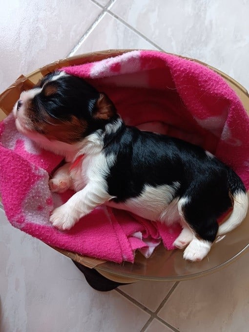 Baïko - mâle tricolore n°1 - collier rouge