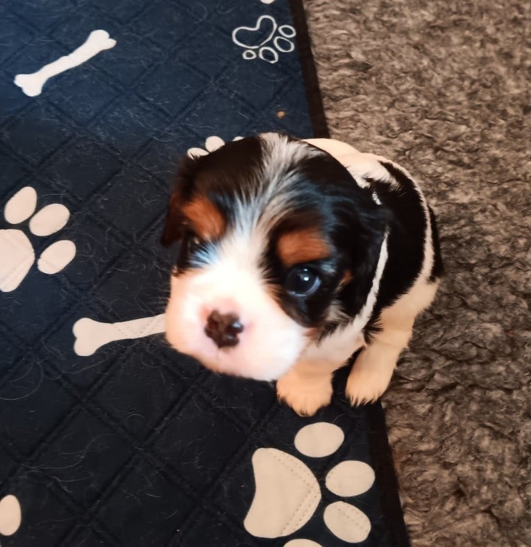 Bounty - Mâle tricolore n° 2