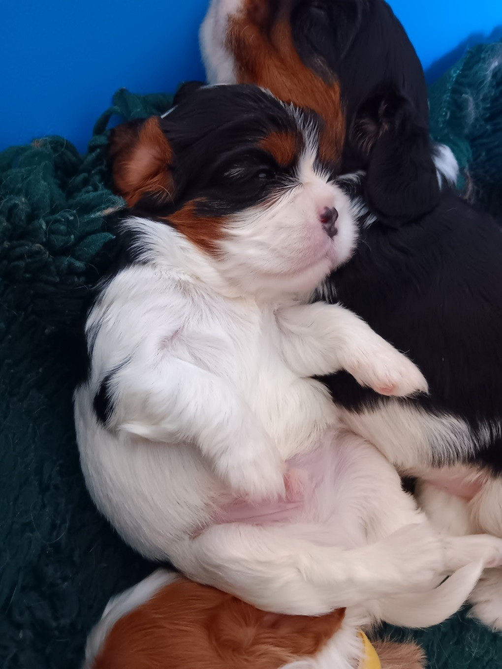 Bounty - Mâle tricolore n° 2