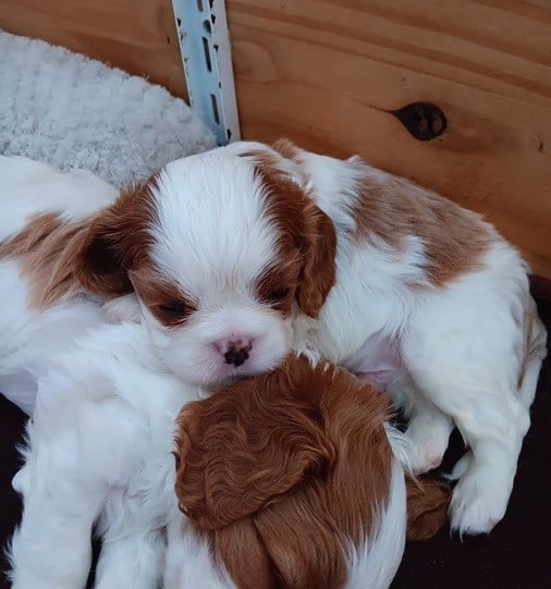 Bacchus -1er mâle blenheim collier bordeaux