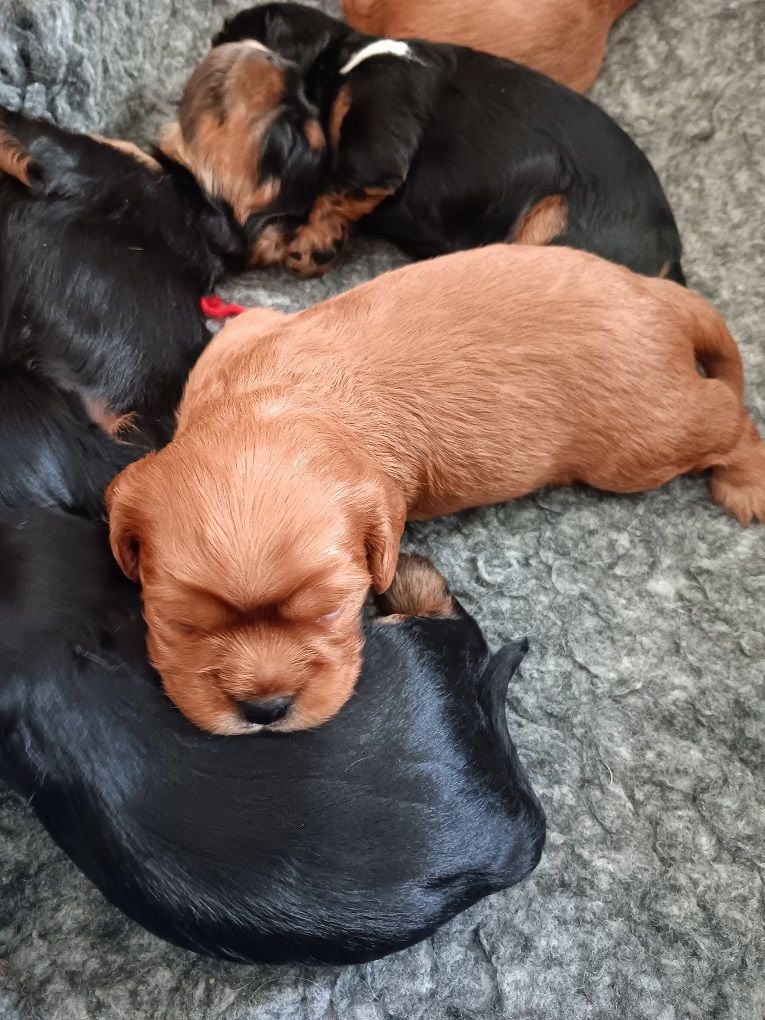 Archie - Mâle rubis sans collier