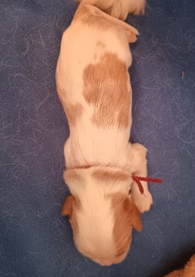 Bouchon -1er mâle blenheim collier bordeaux - Cavalier King Charles Spaniel