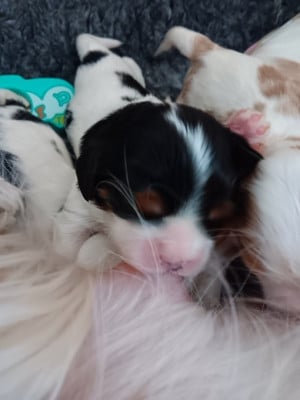 Les chiots de Cavalier King Charles Spaniel