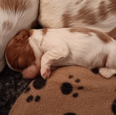 Les chiots de Cavalier King Charles Spaniel