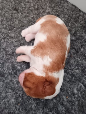 Les chiots de Cavalier King Charles Spaniel