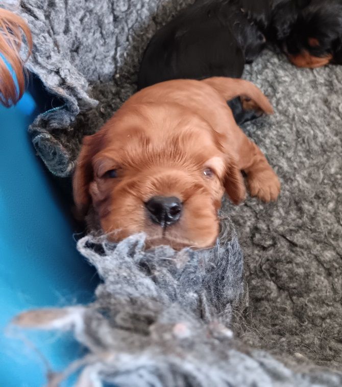 Archie - Mâle rubis sans collier