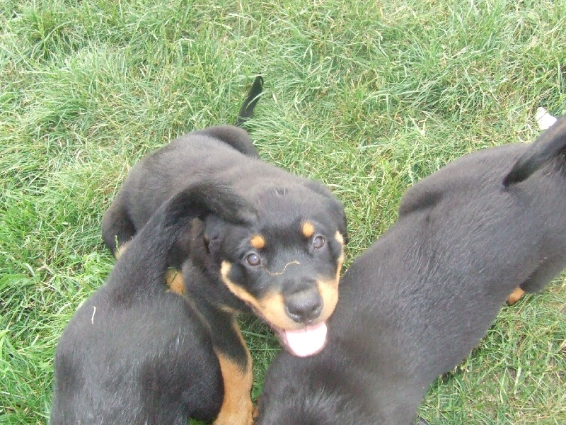 Publication : du domaine de Baïka Auteur : Lagarde L.