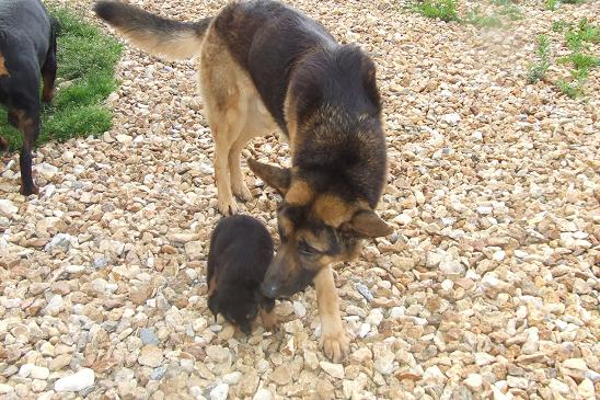 Publication : du domaine de Baïka Auteur : Lagarde L.