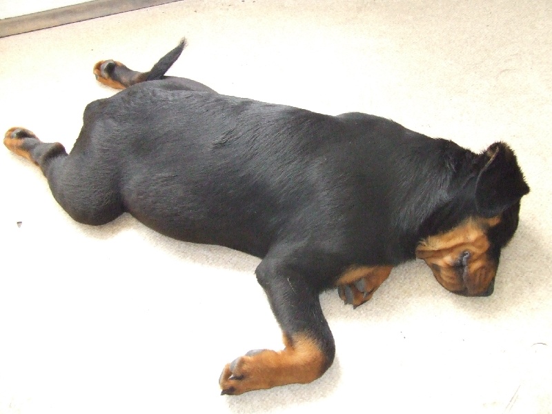 Publication : du domaine de Baïka Auteur : Lagarde L.