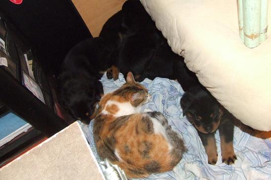 Publication : du domaine de Baïka Auteur : Lagarde L.