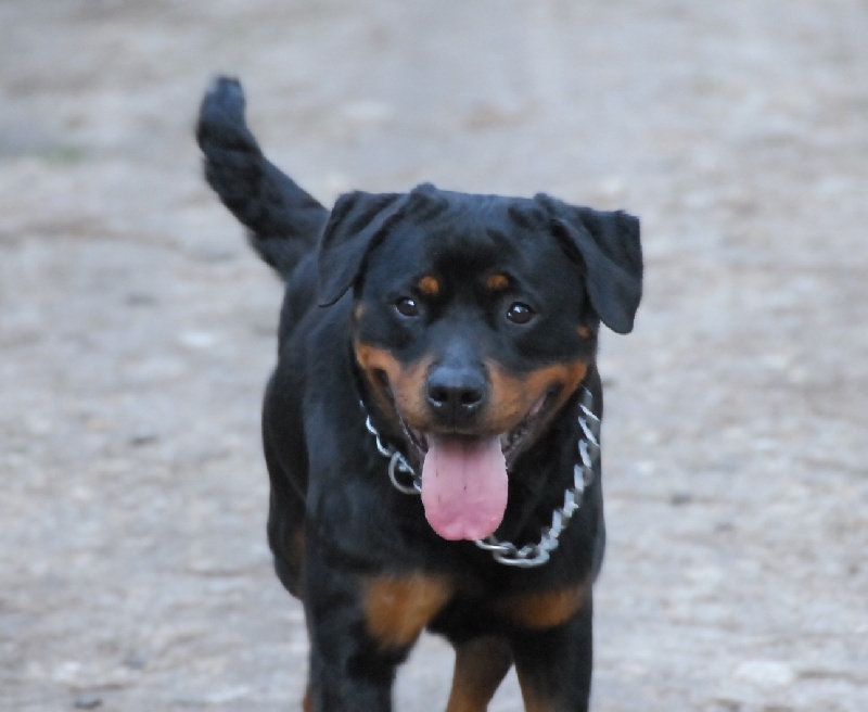 Publication : du domaine de Baïka Auteur : Lagarde L.