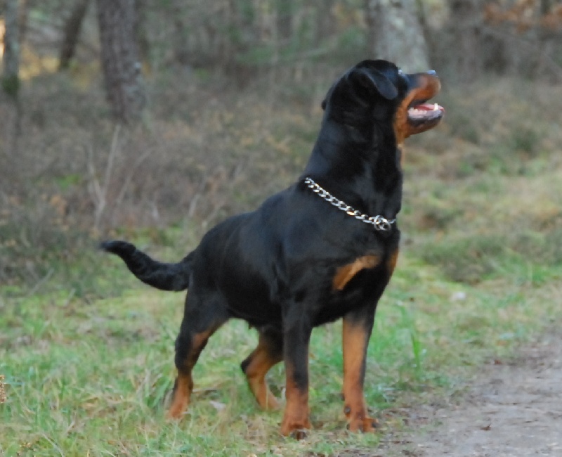 Publication : du domaine de Baïka Auteur : Lagarde L.