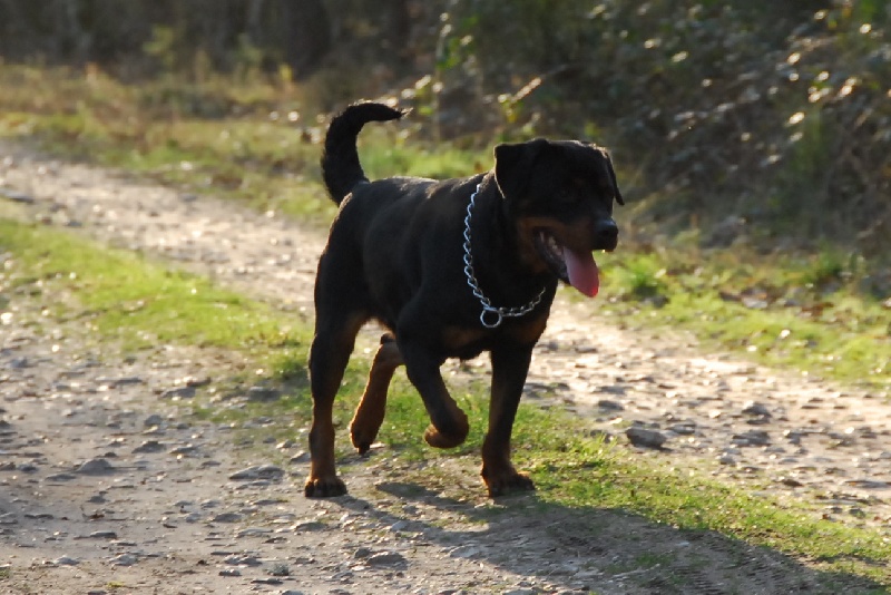 Publication : du domaine de Baïka Auteur : Lagarde L.