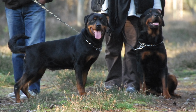 Publication : du domaine de Baïka Auteur : Lagarde L.