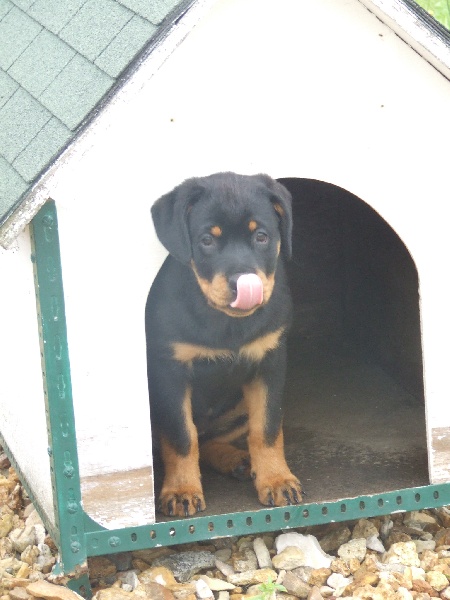 Publication : du domaine de Baïka Auteur : Lagarde L.