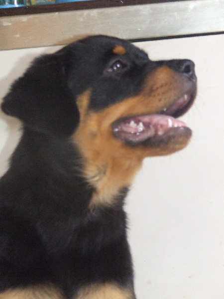 Publication : du domaine de Baïka Auteur : Lagarde L.