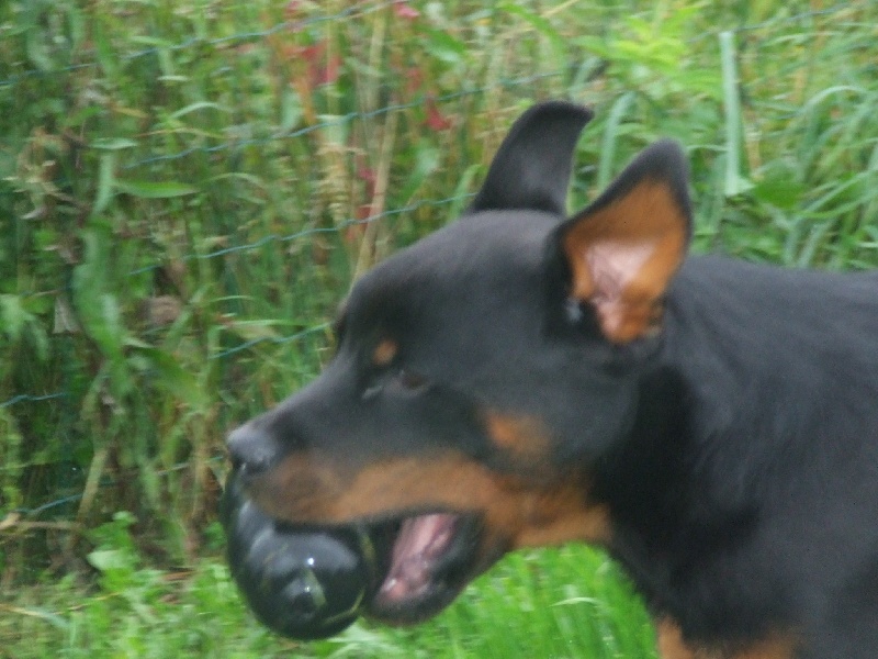 Bhaldo von der Kroning Keiser