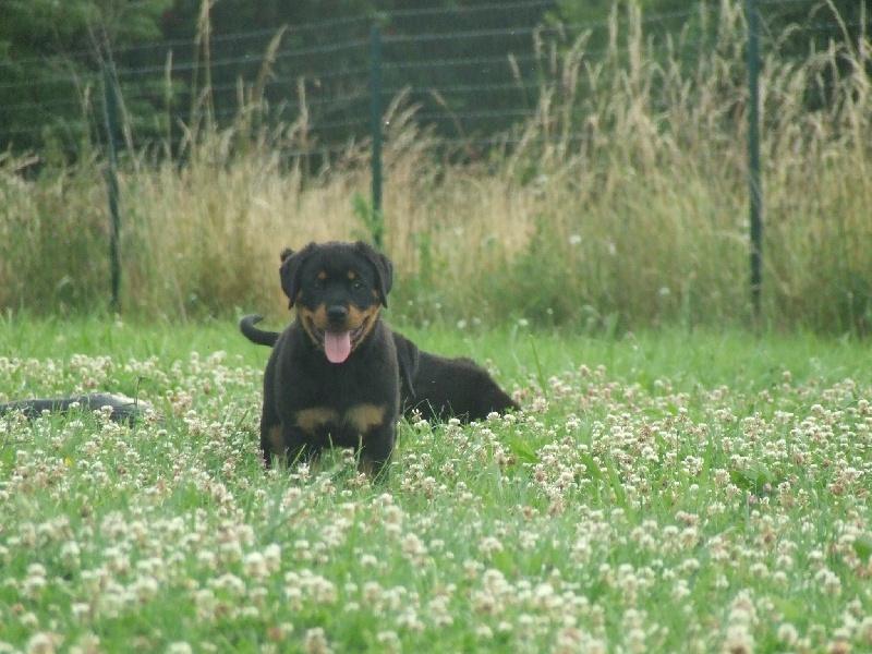 Publication : du domaine de Baïka Auteur : Lagarde L.