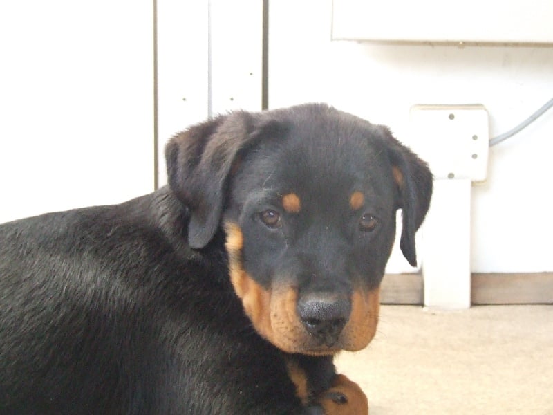 Publication : du domaine de Baïka Auteur : Lagarde L.