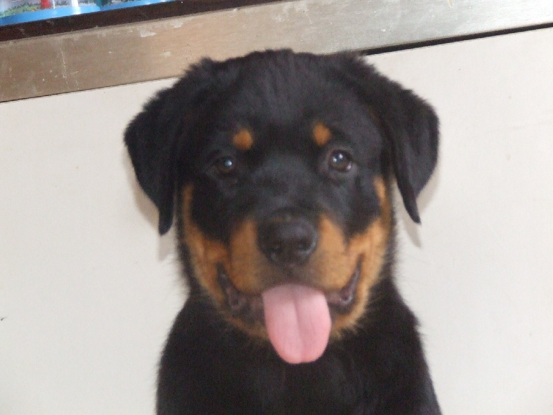 Publication : du domaine de Baïka Auteur : Lagarde L.