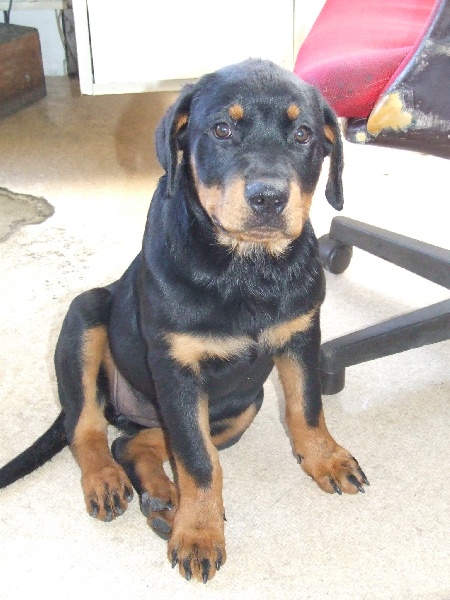 Publication : du domaine de Baïka Auteur : Lagarde L.