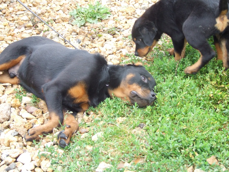 Bhaldo von der Kroning Keiser