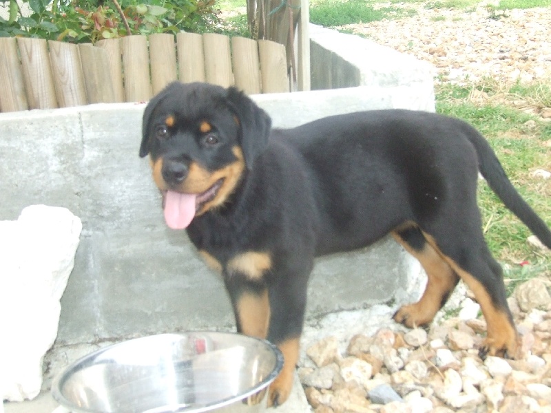 Publication : du domaine de Baïka Auteur : Lagarde L.