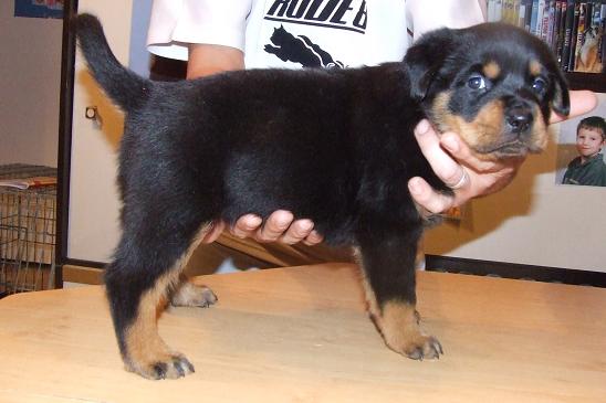 Publication : du domaine de Baïka Auteur : Lagarde L.