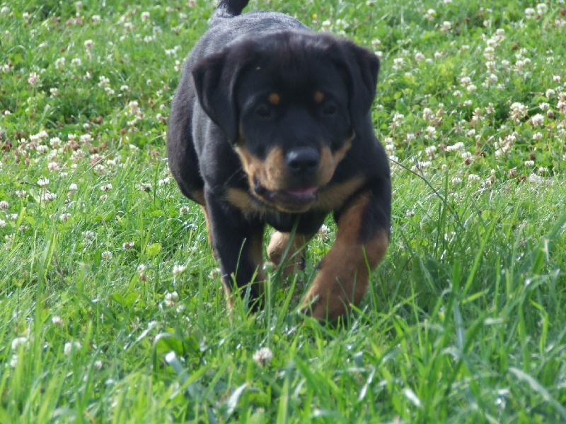 Publication : du domaine de Baïka Auteur : Lagarde L.