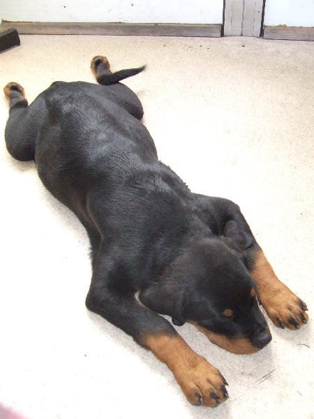 Publication : du domaine de Baïka Auteur : Lagarde L.