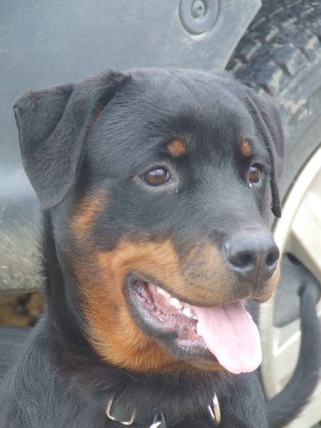 Bhaldo von der Kroning Keiser